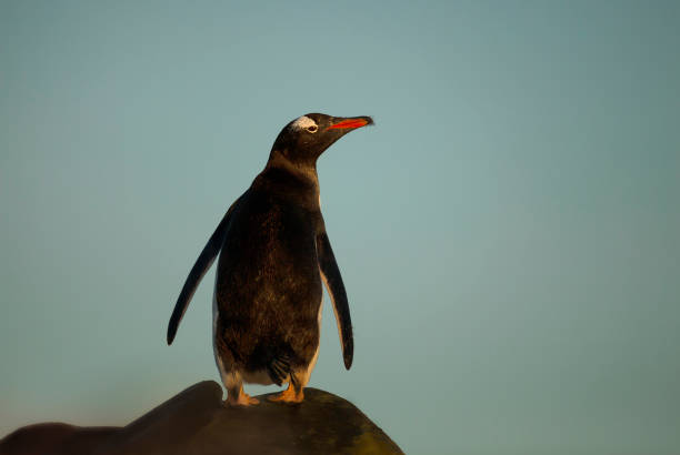 istock Gentoo penguin standing on a rocks at sunset 1198844043