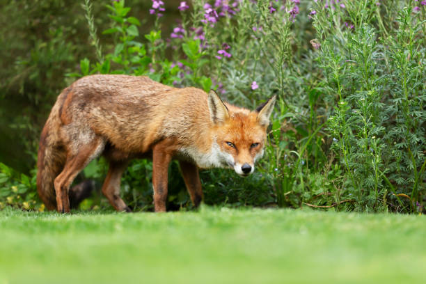 istock Close up of a red fox standing on grass 1198844129