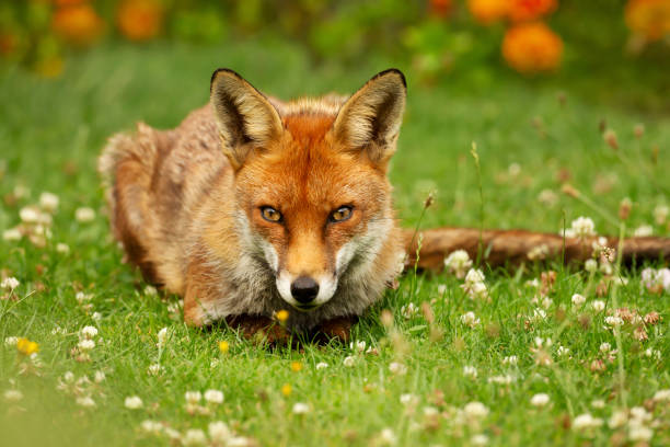 istock Close up of a Red fox lying on grass 1198844248