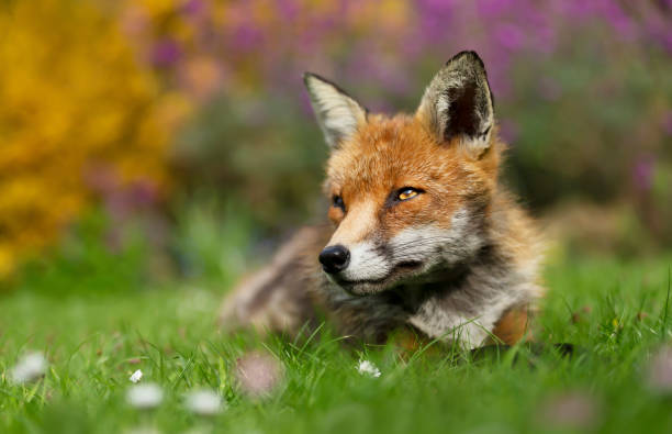 istock Close up of a Red fox lying on grass 1198844275