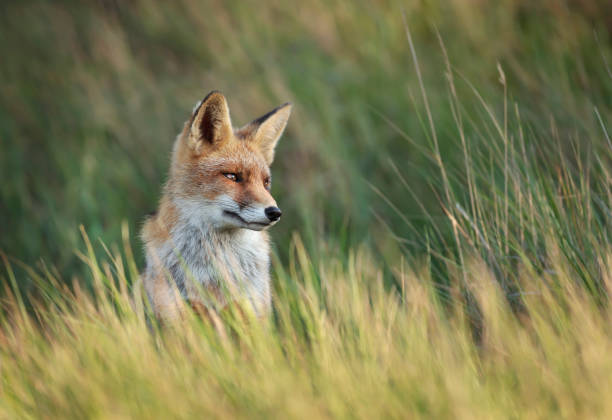 istock Close up of a Red fox sitting in grass 1198844277