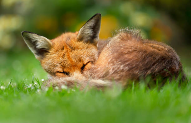 istock Close up of a red fox sleeping on grass 1198844389