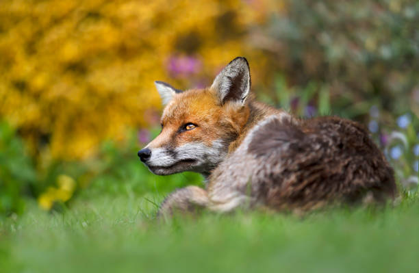 istock Close up of a Red fox lying on grass 1198844418