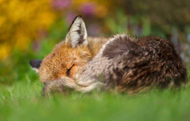 istock Red fox sleeping in the garden with flowers 1198844468
