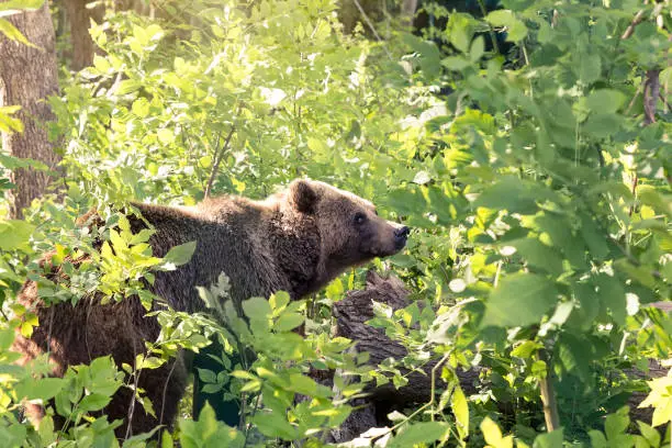 Brown bear sneaks through the thickets of the forest and looks out carefully from the green foliage.