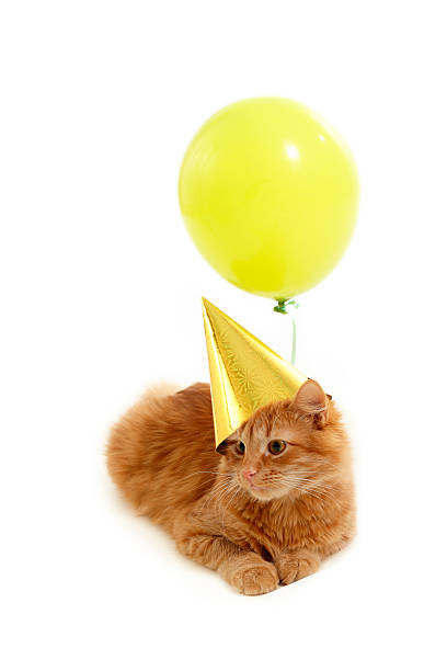 Afie MAXICHA-001 Maxi-Geburtstagskarte – Lustige Katze, Illustriert, Mit Umschlag