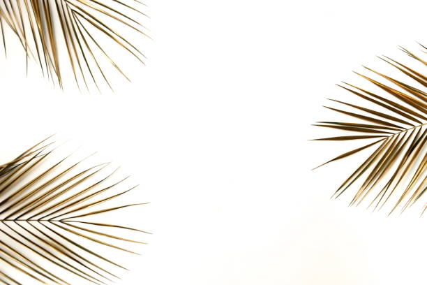 istock Gold palm leaves plant pattern frame isolated on a white background. top view. copy space. abstract. 1198846748