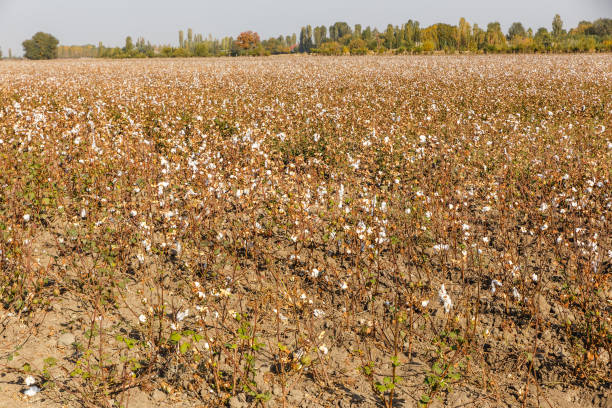 istock cotton field in Uzbekistan 1198846835
