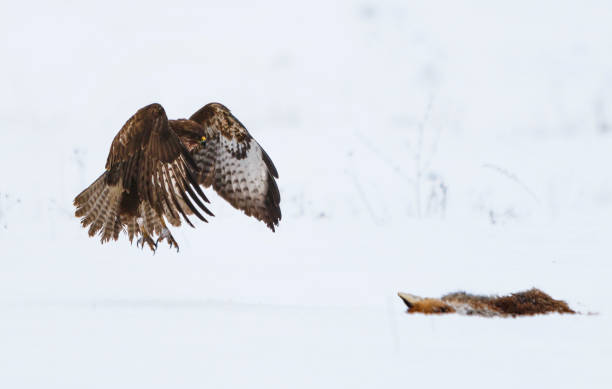 istock Common buzzard in the snow with dead fox 1198848275