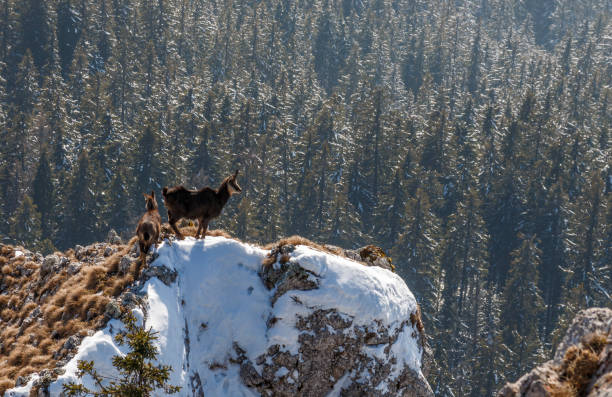 Alpine chamois rupicapra standing on cliff in winter above forest