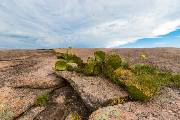 Bright and detailed image featuring fresh green prickly pear cactuses thriving under a vivid blue sky. The composition highlights the vibrant colors and intriguing textures characteristic of desert vegetation on a sunny day.