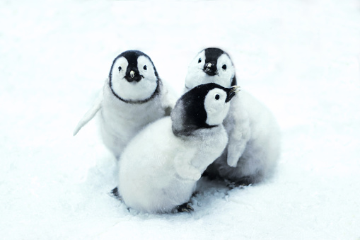 portrait of three cute emperor penguin chicks sitting in snow