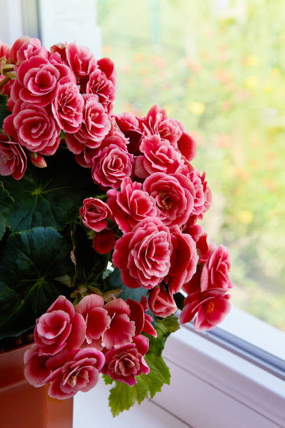 istock Begonia in a pot 1198849724