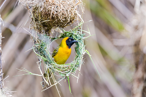 Speke's weaver bird. Serengeti National park. Tanzania. Africa