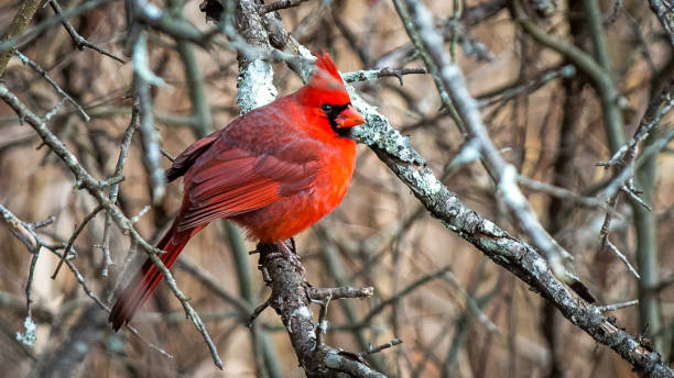 istock Big Male Red Cardinal Bird 1198852471