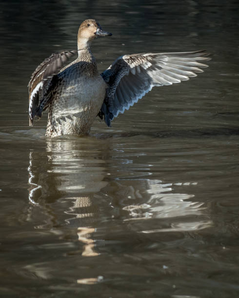istock Pintail Duck in Huntley Meadows park in Virginia 1198852495