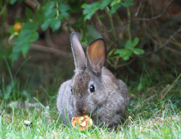 istock View of a wild rabbit 1198852577