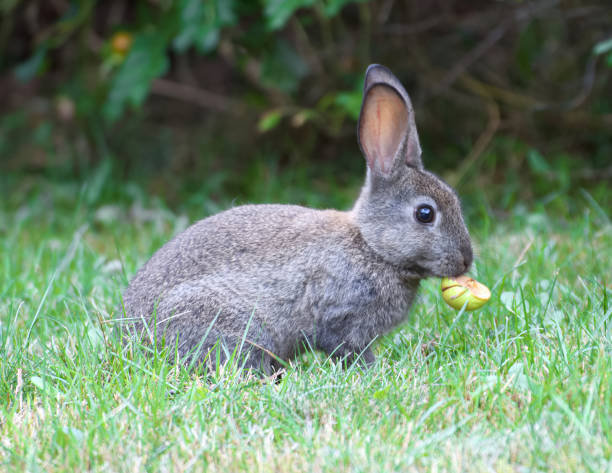 istock View of a wild rabbit 1198852622