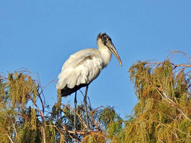 istock Wood Stork (Mycteria americana) perched in a Florida tree with a clear sky 1198854385