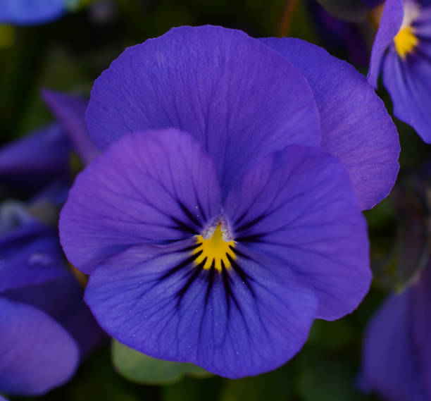 istock Blue pansy flower bloom 1198856641