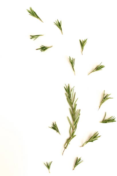 istock rosemary herb leaves isolated on white background. flat lay, top view.abstract 1198858555