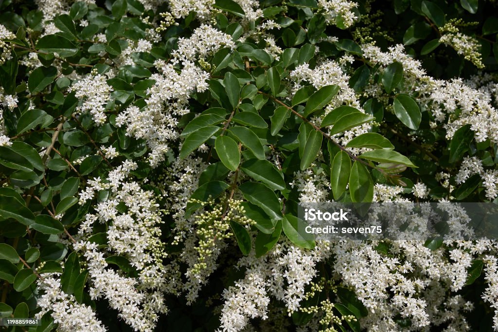 Ligustrum vulgare Ligustrum vulgare in bloom Backgrounds Stock Photo