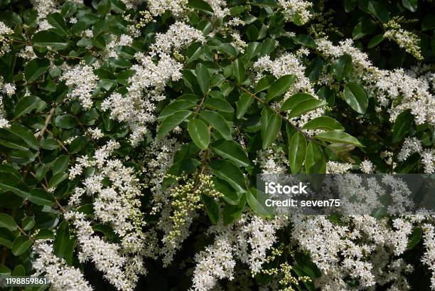 Ligustrum Vulgare Stock Photo - Download Image Now - Backgrounds, Beauty, Bee