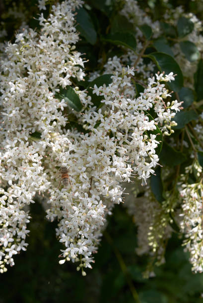 istock Ligustrum vulgare 1198859869