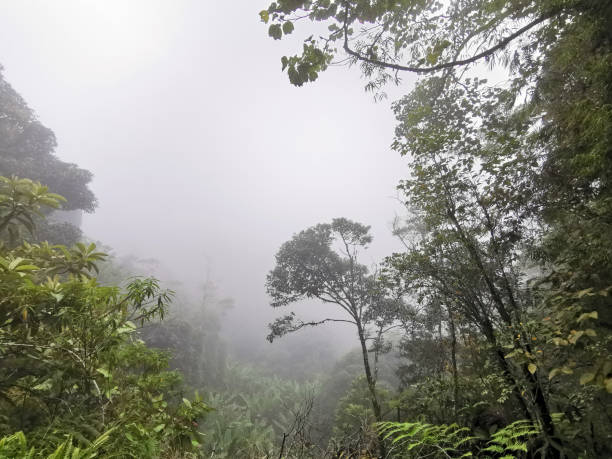 istock Mossy forest with haze and cold weather landscape view 1198861561