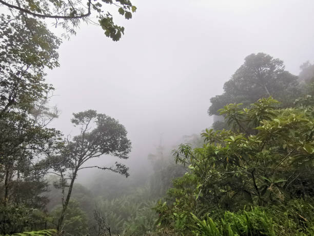istock Mossy forest with haze and cold weather landscape view 1198861563