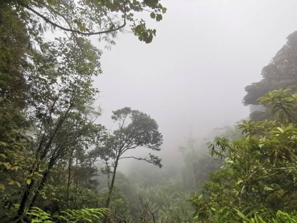 istock Mossy forest with haze and cold weather landscape view 1198861581