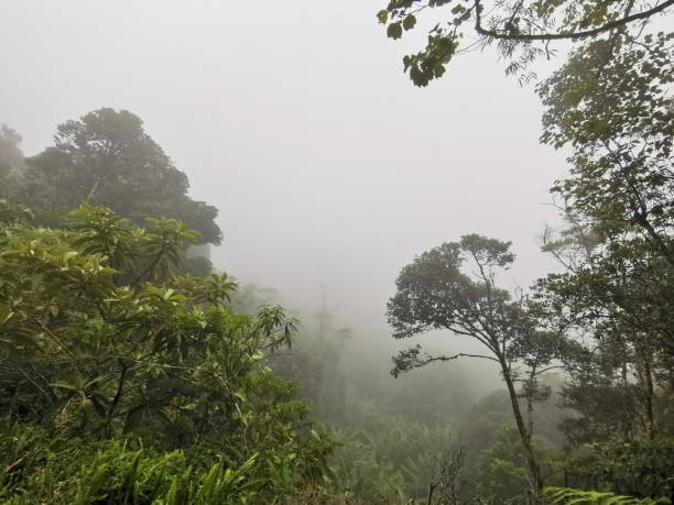 istock Mossy forest with haze and cold weather landscape view 1198861603