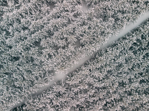 istock Aerial View Snowy Forest 1198862214
