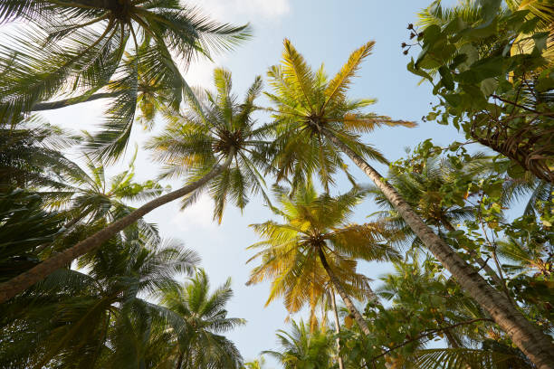 istock Coconut palm trees perspective view on exotical tropical island 1198863424