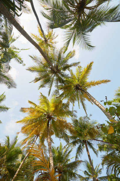 istock Coconut palm trees perspective view on exotical tropical island 1198863447