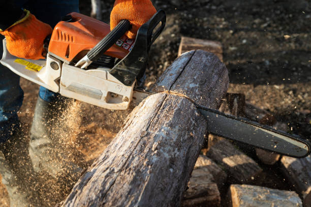 istock Man is sawing a log with a chainsaw 1198863496