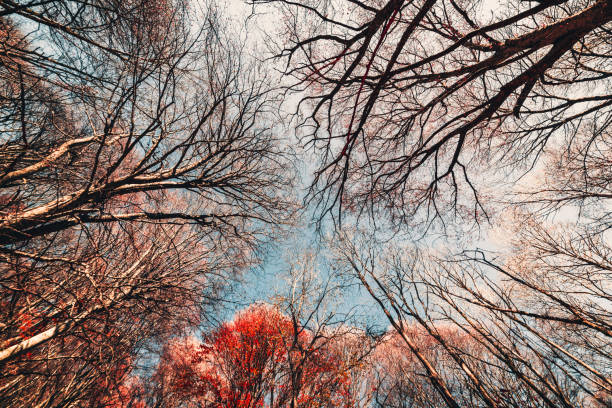 Large tall trees in late autumn in the forest, spreading branches against a blue sky, view up