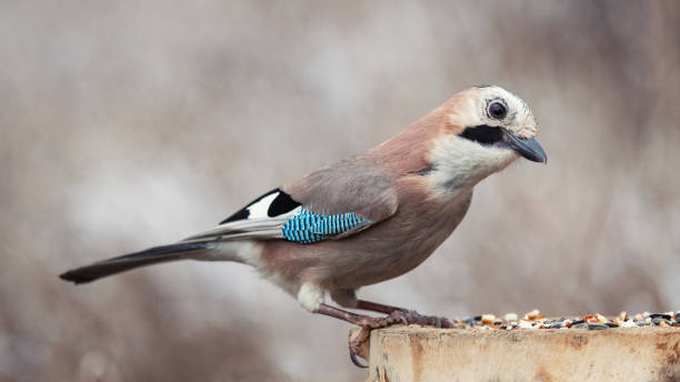 istock Eurasian jay, Garrulus glandarius, on the winter bird feeder 1198865003
