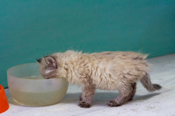 istock kitten eating cat food background 1198865330