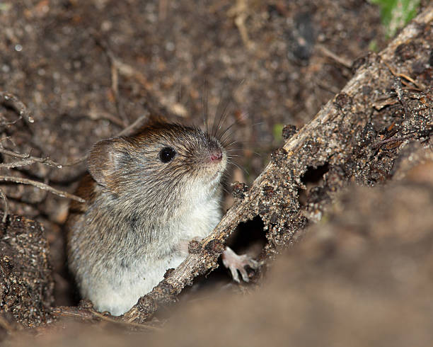 istock Clethrionomys glareolus, Bank Vole 119886547