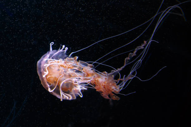 istock Lions Mane Jellyfish Cyanea capillata on black background. 1198866257