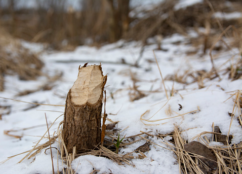 Stumps and branches of willow, the work of beavers. Beavers gnawed trees. Beaver-felled trees.