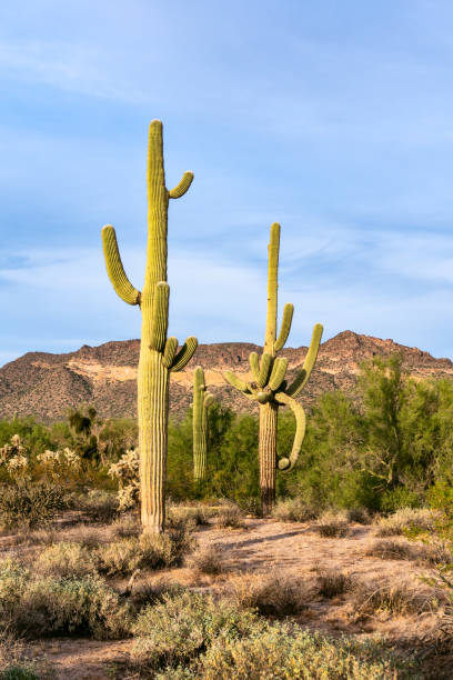 istock Desert landscape with Saguaro Cactus 1198867798