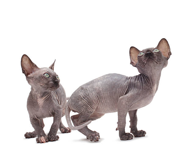istock Two Sphynx hairless Cats 119886858