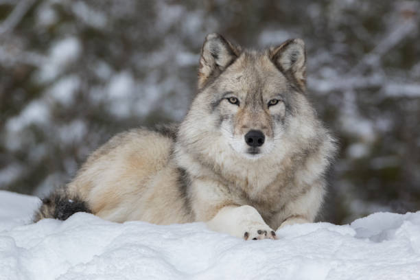 Close up of Gray Wolf laying down in snow and looking at camera Close-up portrait of Grey Wolf quietly resting in snow with blurred trees in background canis lupus stock pictures, royalty-free photos & images