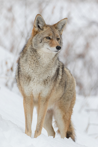 Extreme close-up of coyote in snow