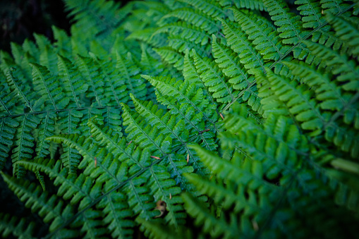 Close up view of ferns in the Anaga Park, Tenerife Canary Islands Spain, green leaves and plant formations. Wild nature in the forest undergrowth vegetation. Natural, health and ecology concept