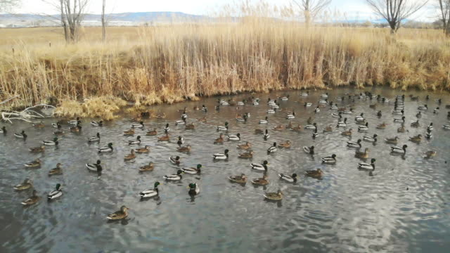 Duck Flocks Feeding and Swimming in Rural Pond Western Colorado Outdoors