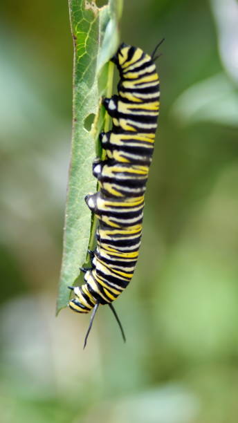 istock Monarch butterfly caterpillar 1198872552