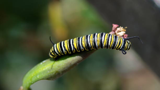 istock Monarch butterfly caterpillar 1198872628